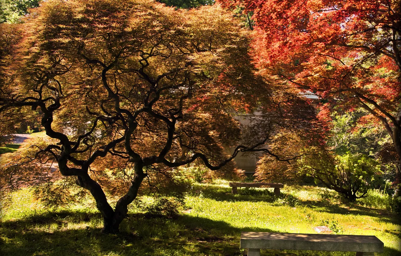 Фото обои осень, парк, дерево, colors, Nature, park, autumn, tree