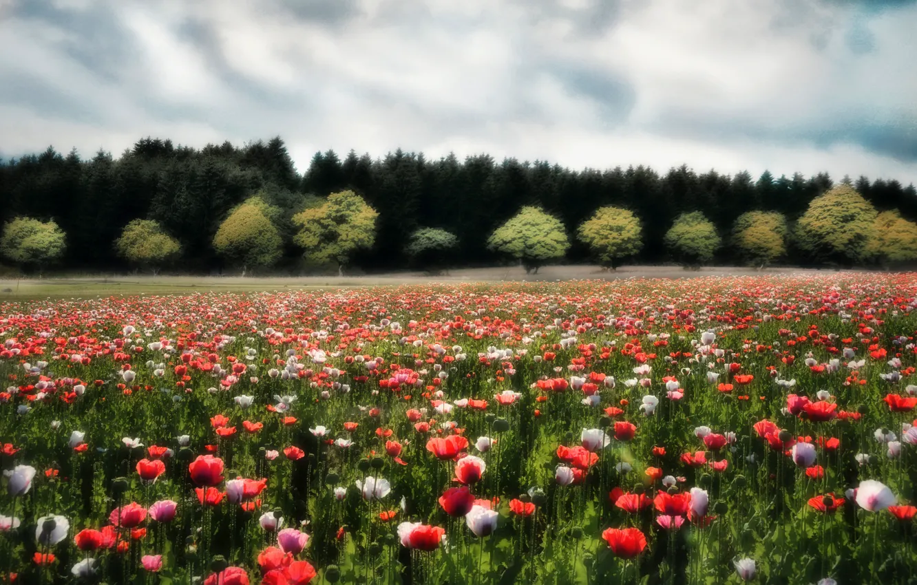 Фото обои поле, лето, цветы
