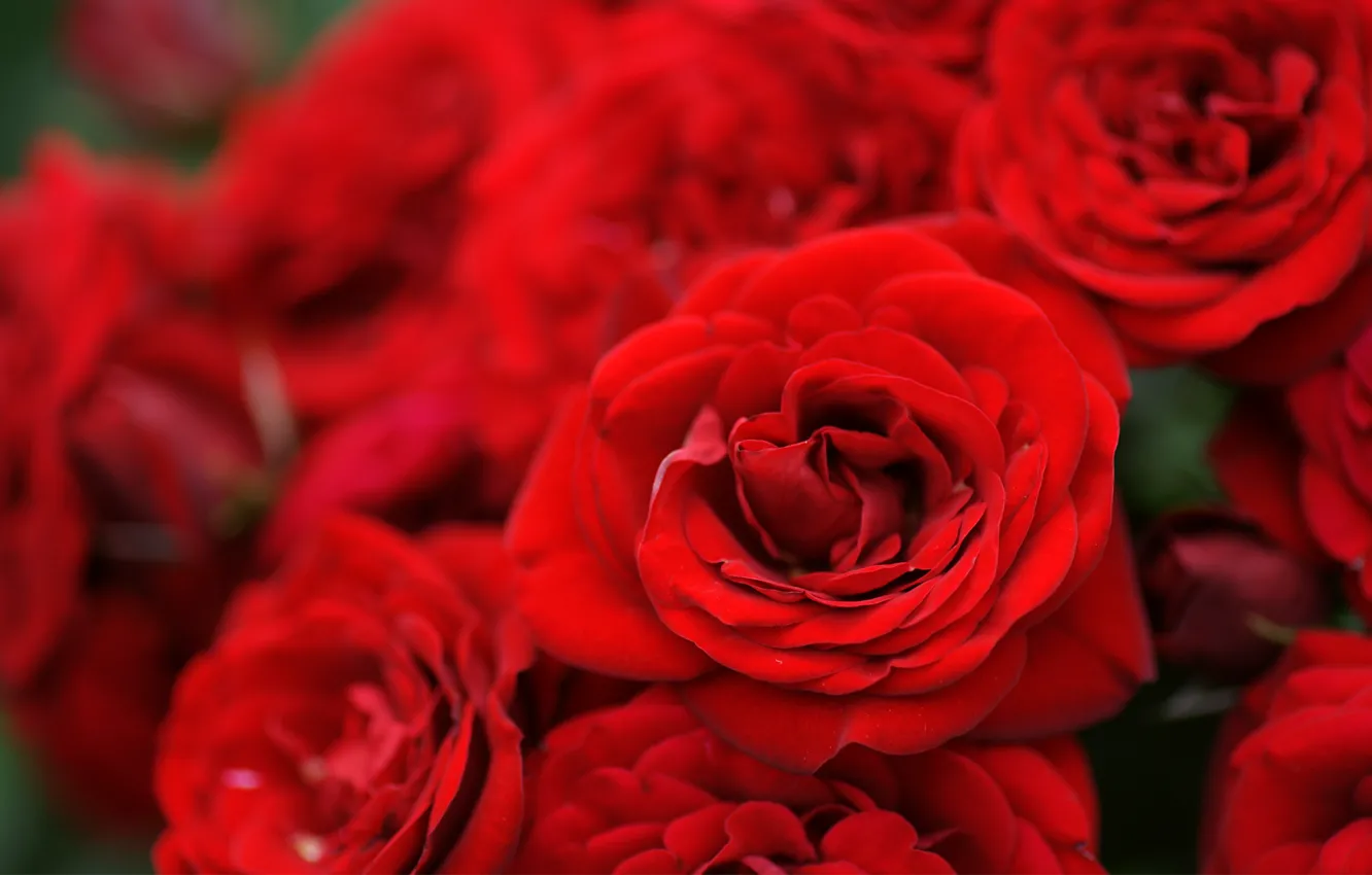 Фото обои цветы, розы, букет, красные