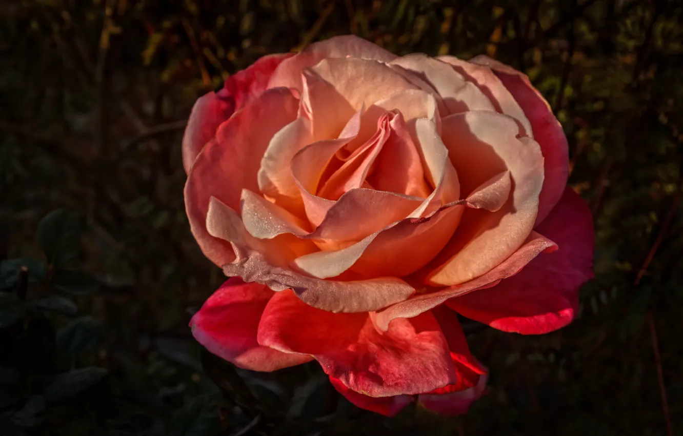 Фото обои цветок, капли, темный фон, розовая, роза, оранжевая