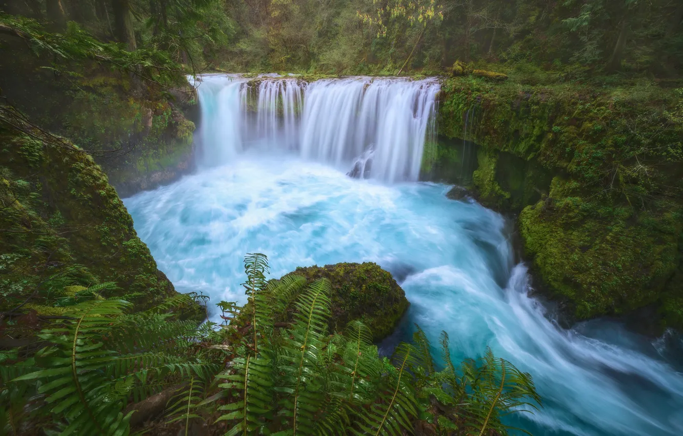 Фото обои водопад, папоротник, водоем