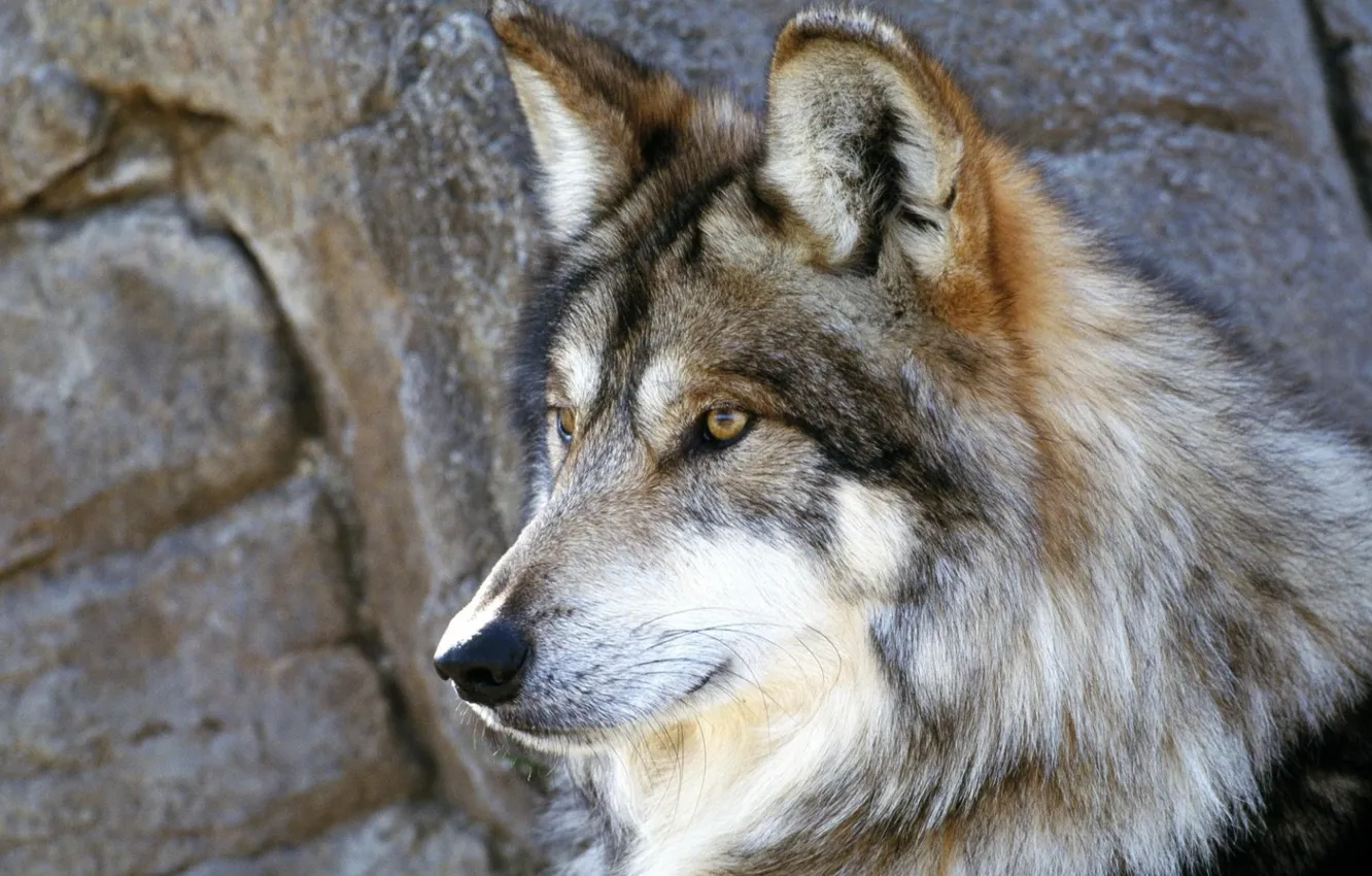 Фото обои predator, wolf, wild