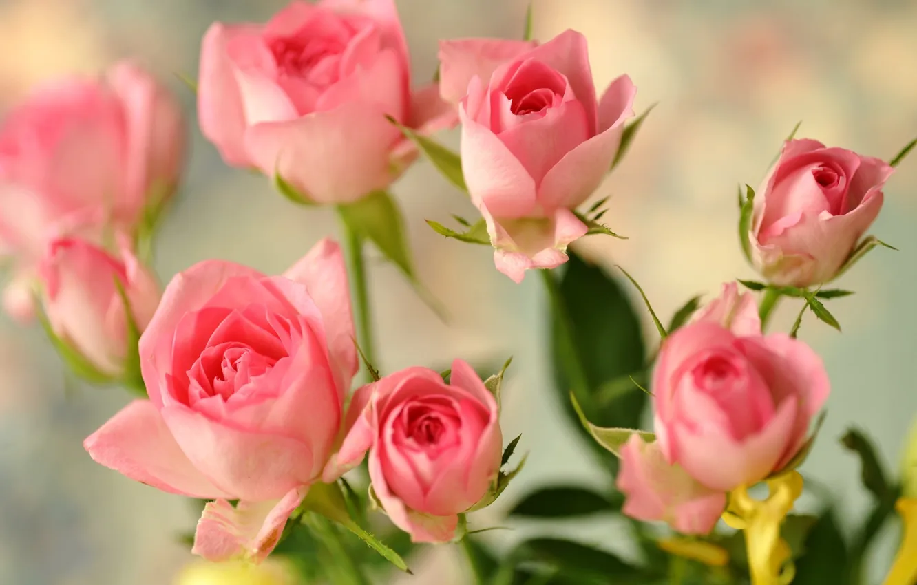 Фото обои цветы, розы, розовые, бутоны