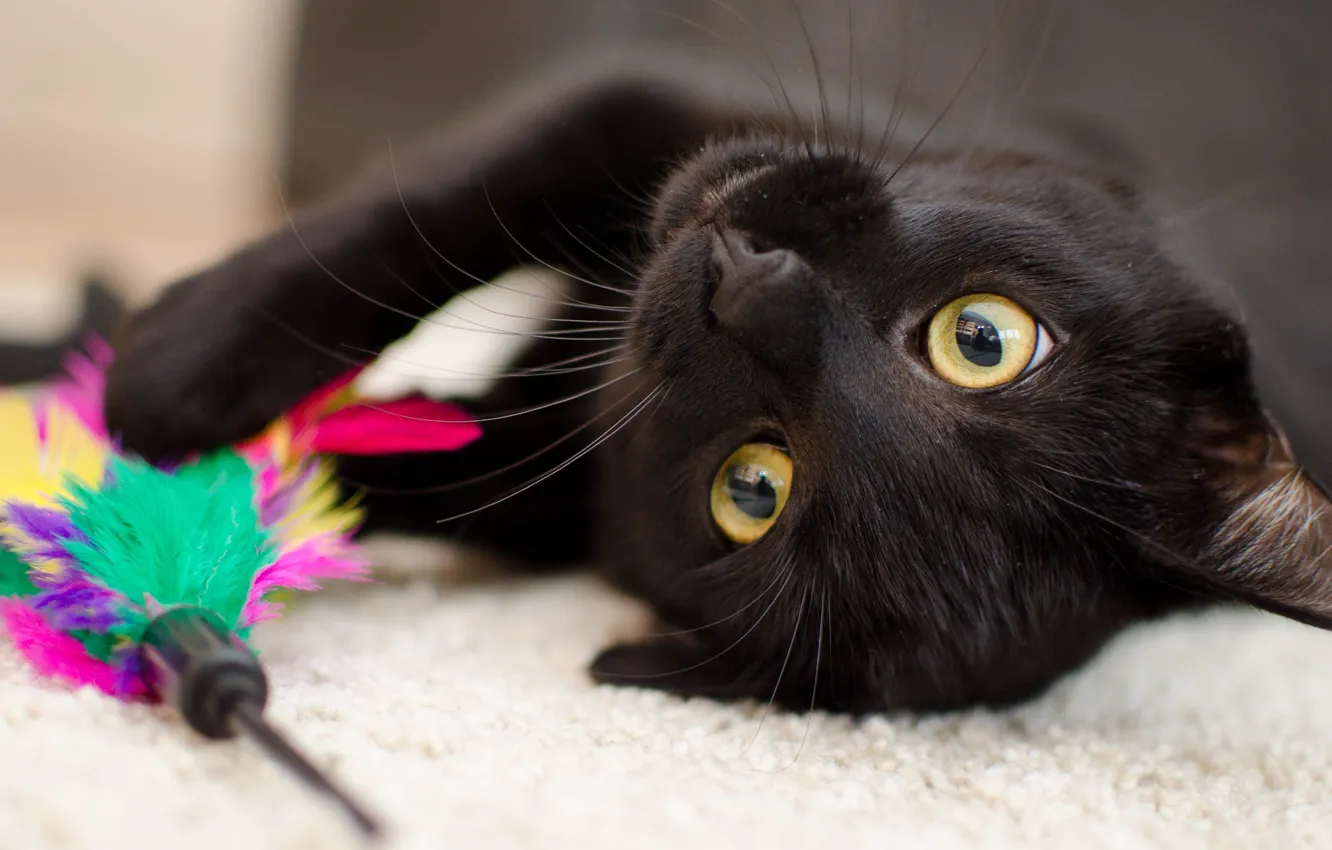 Фото обои кошка, глаза, кот, морда, крупный план, фон, черный, игрушка