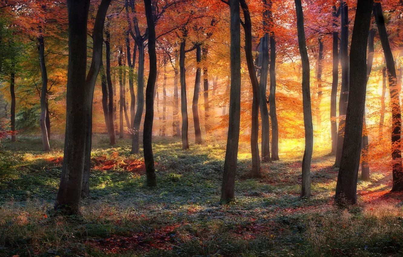 Фото обои лес, деревья, краски осени