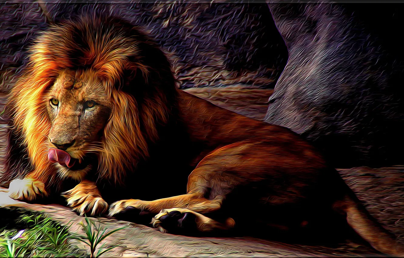 Фото обои лев, грива, дикий кот