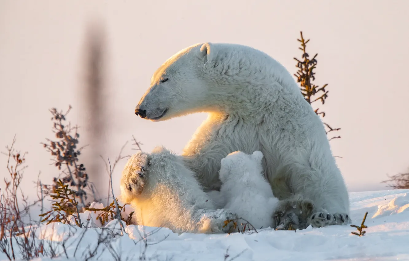Фото обои снег, природа, медведи