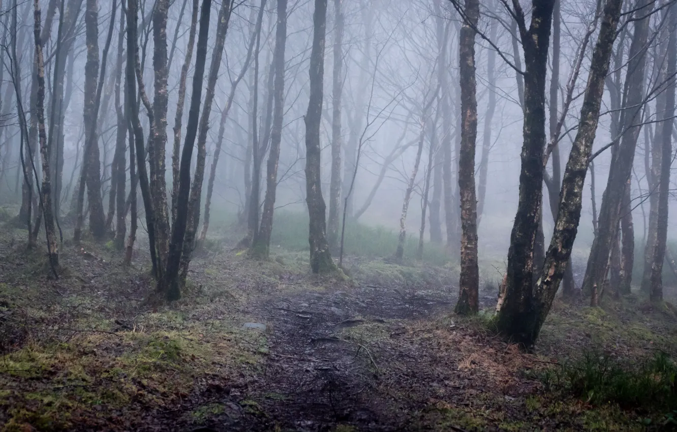 Фото обои зима, лес, деревья, природа, туман, Англия, тропинка, England