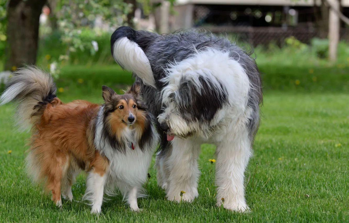 Фото обои собаки, трава, пара, друзья