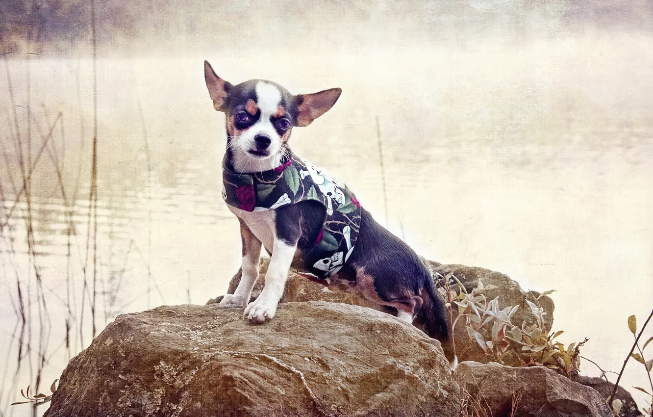 Фото обои стиль, фон, собака