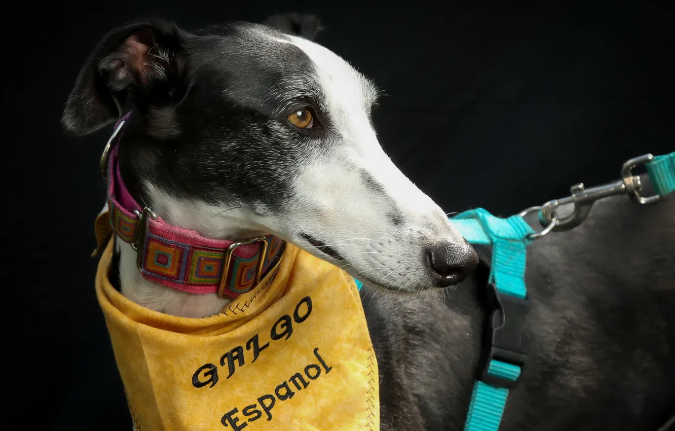 Фото обои взгляд, друг, собака, Greyhound