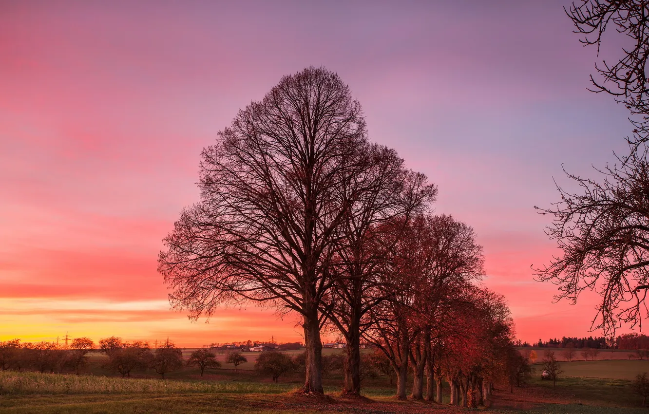 Фото обои деревья, закат, природа