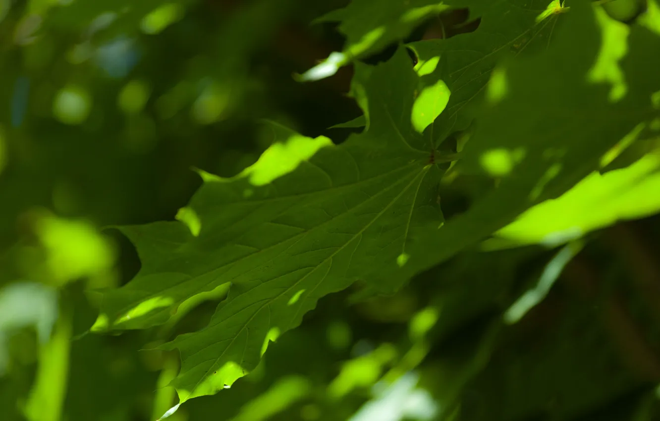 Фото обои зелень, лето, кленовые листья, боке