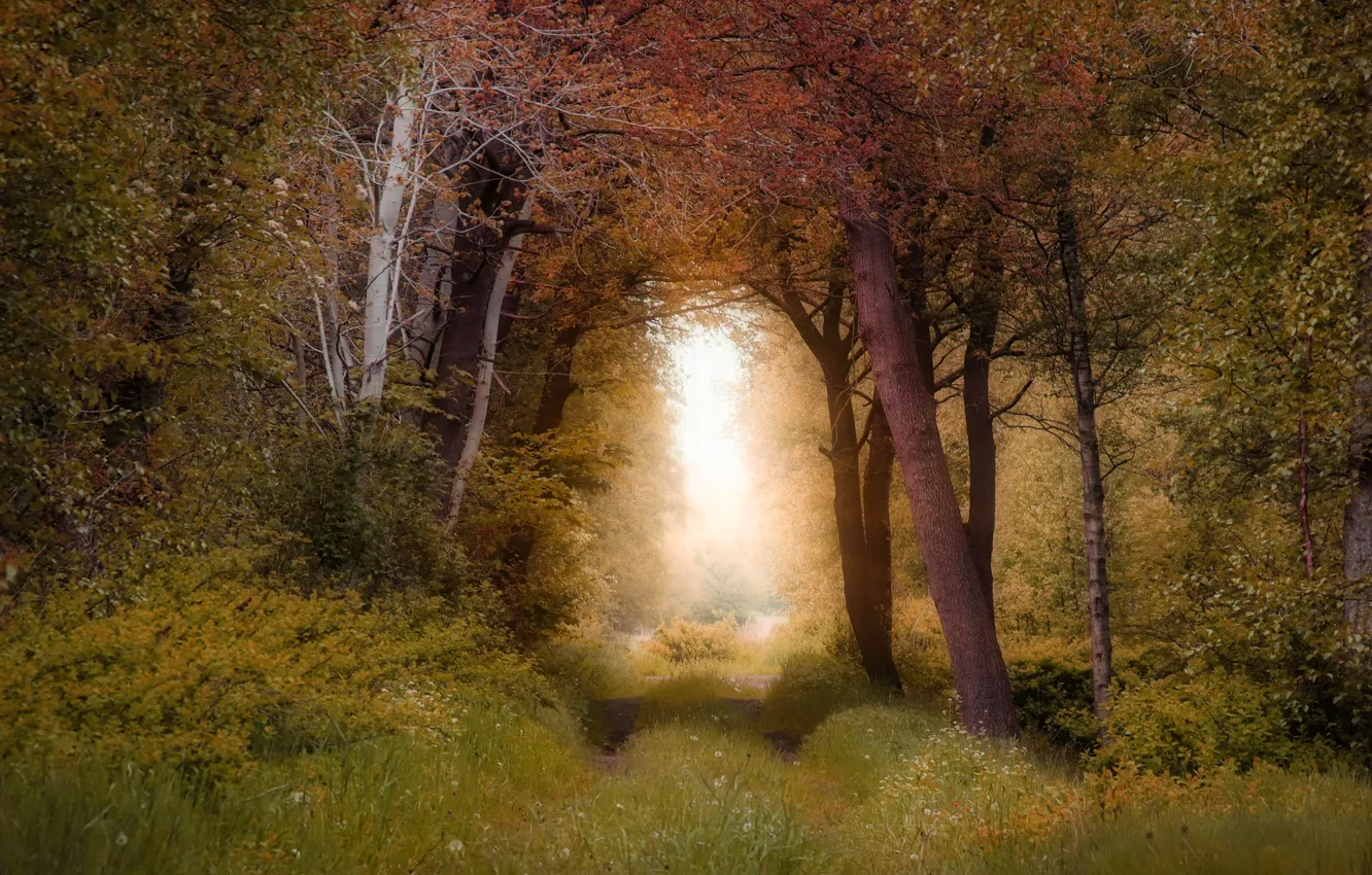 Фото обои дорога, осень, лес, трава, свет, ветки, туман, заросли