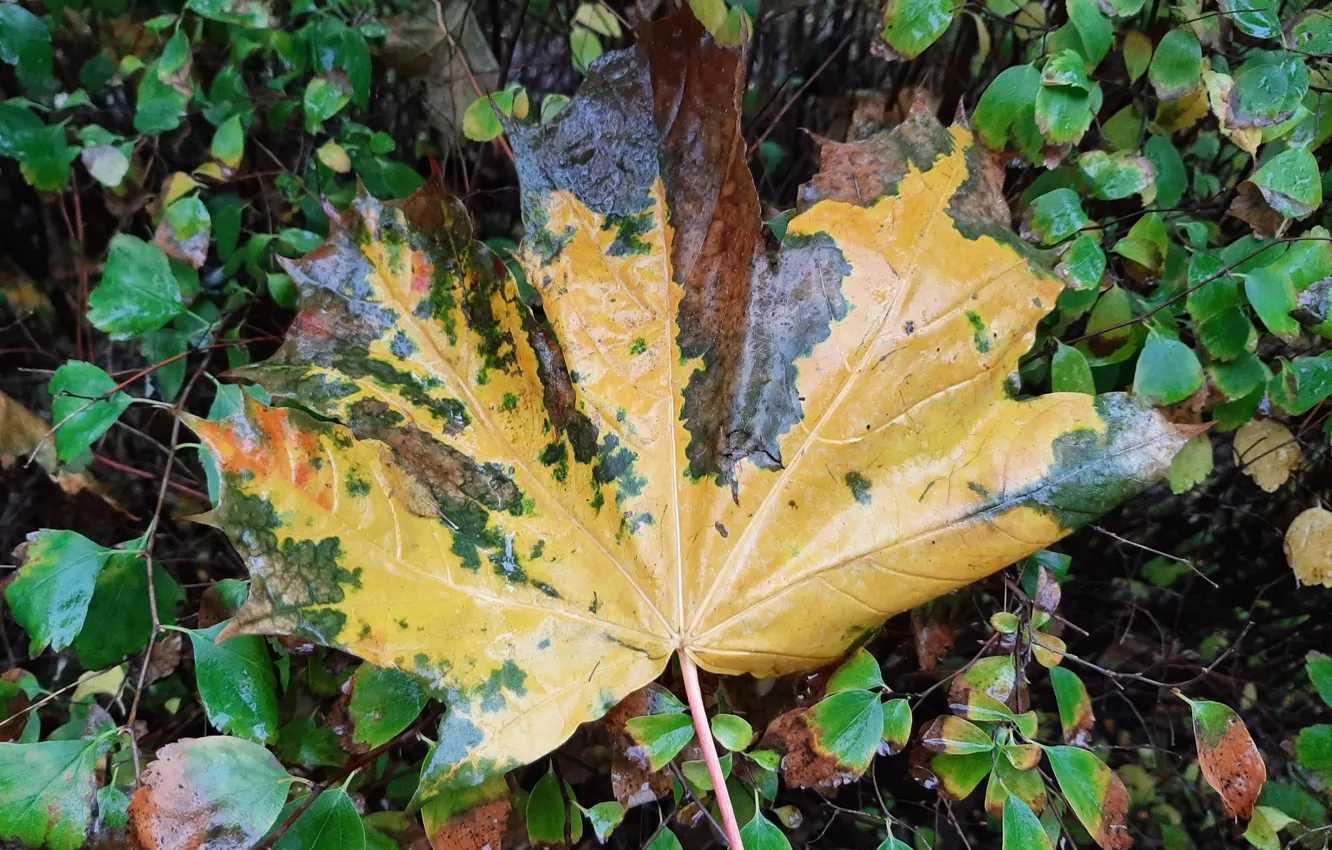 Фото обои liście, deszcz, jesień