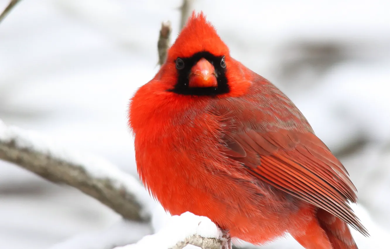 Фото обои зима, снег, ветки, дерево, птица, красная, Northern, Cardinal