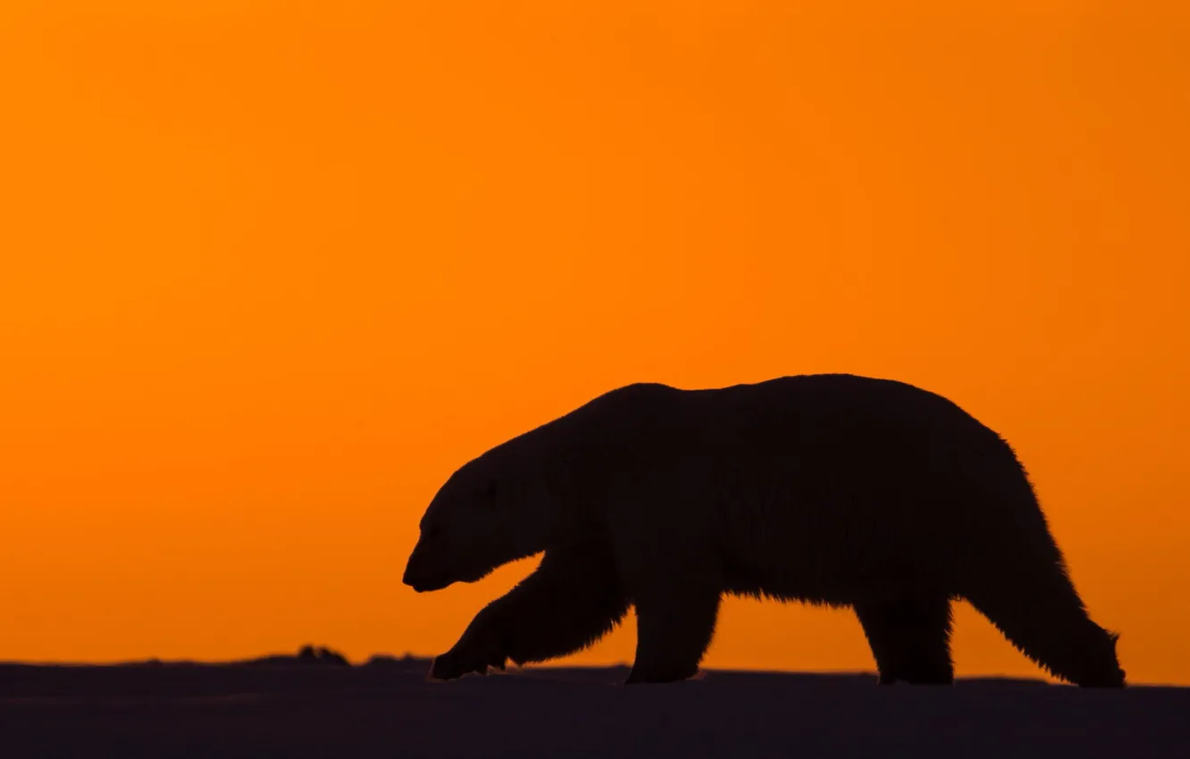 Фото обои снег, закат, природа, хищник, северный полюс, белый медведь