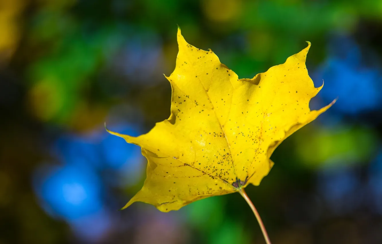 Фото обои осень, макро, яркий, лист, жёлтый, цвет
