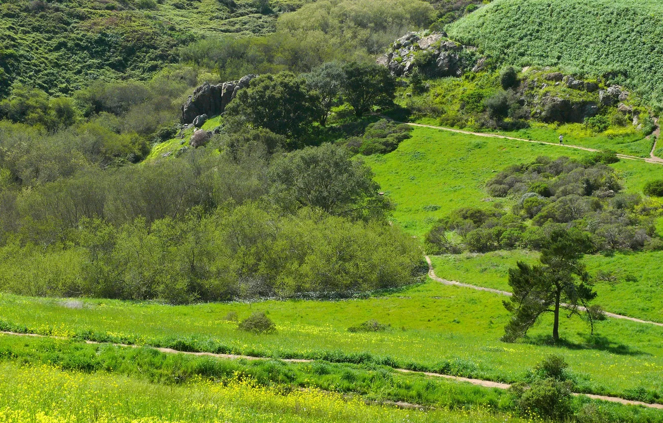 Фото обои трава, деревья, природа, парк, камни, Калифорния, панорама, США