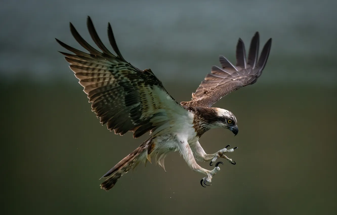 Фото обои bird, predator, osprey