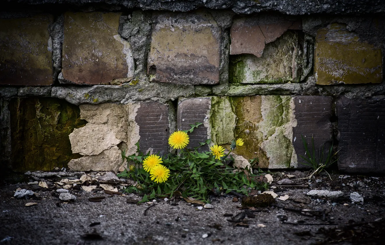 Фото обои цветы, стена, улица