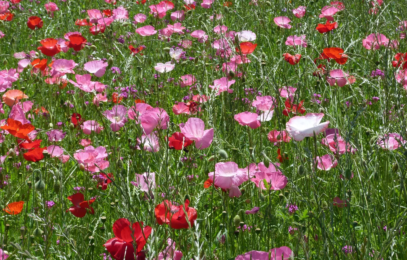 Фото обои поле, лето, трава, солнце, цветы, маки, красные, розовые