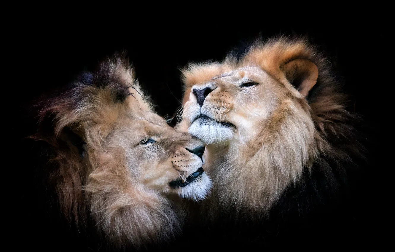 Фото обои звери, фон, львы