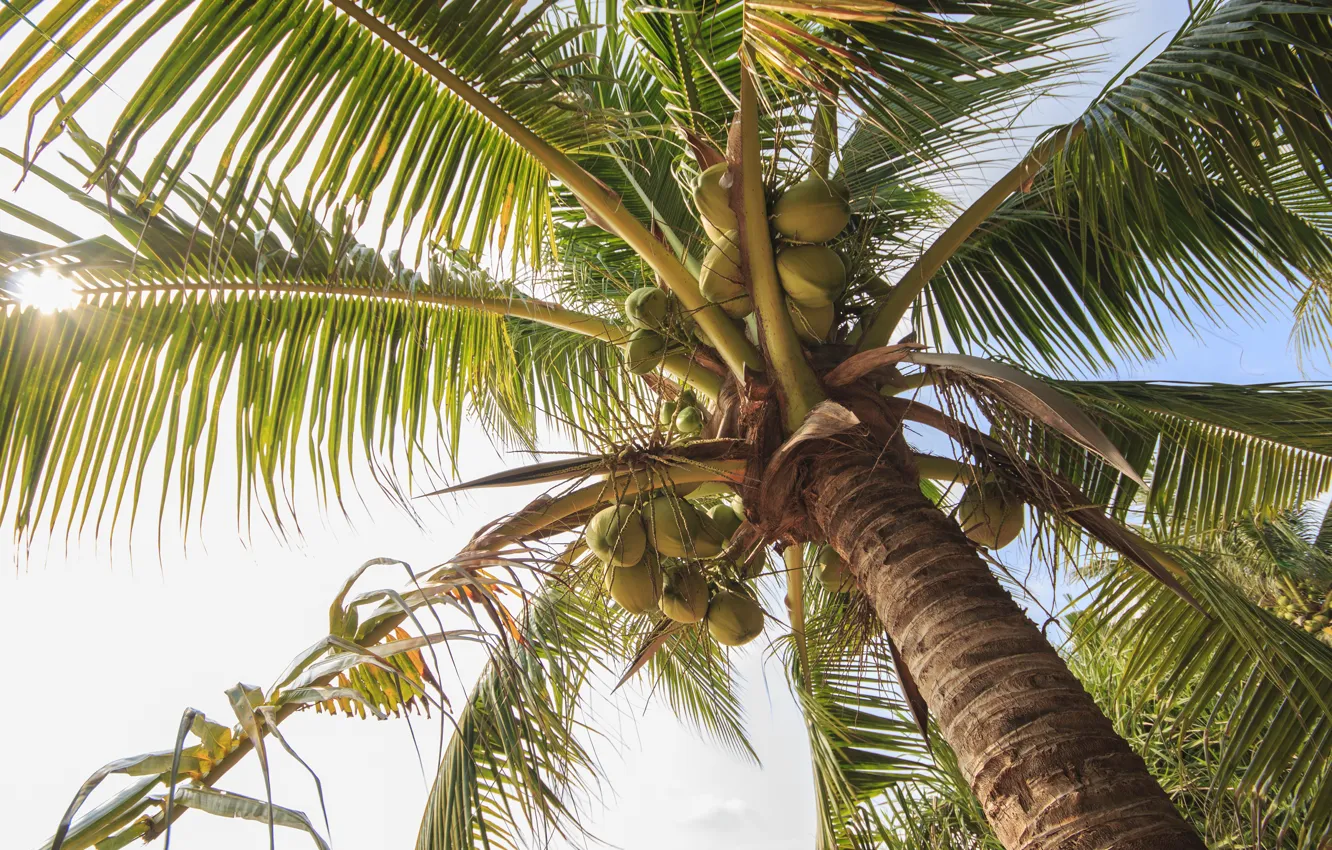 Фото обои пляж, небо, пальмы, beach, sky, крона, palms, tropical