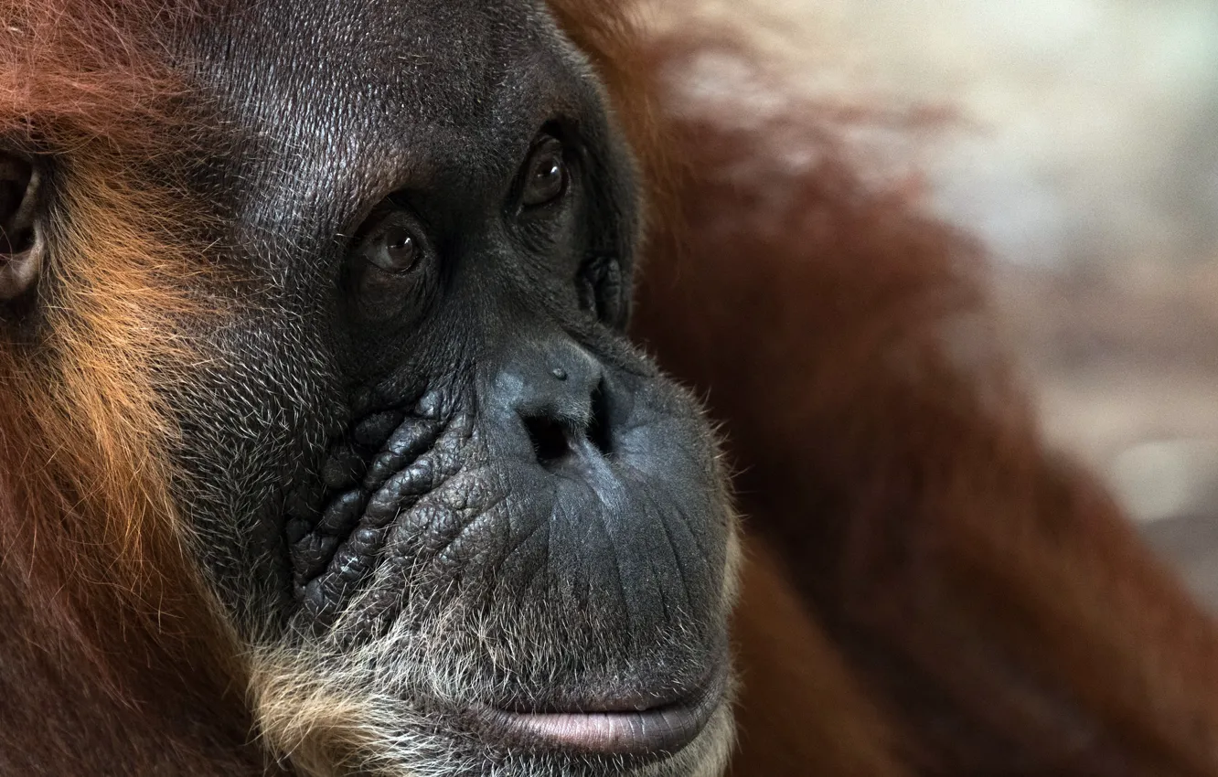 Фото обои природа, обезьяна, Sumatran Orangutan
