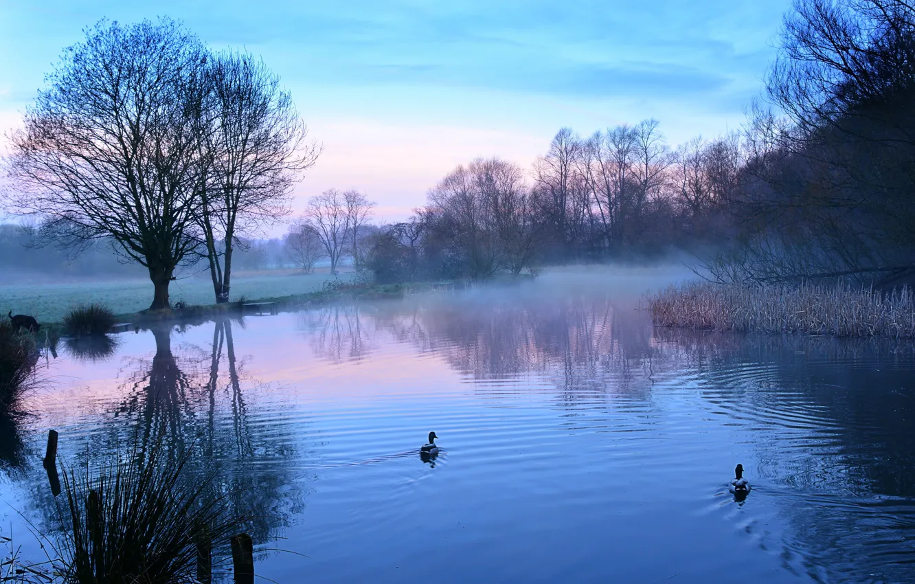 Фото обои озеро, утки, утро
