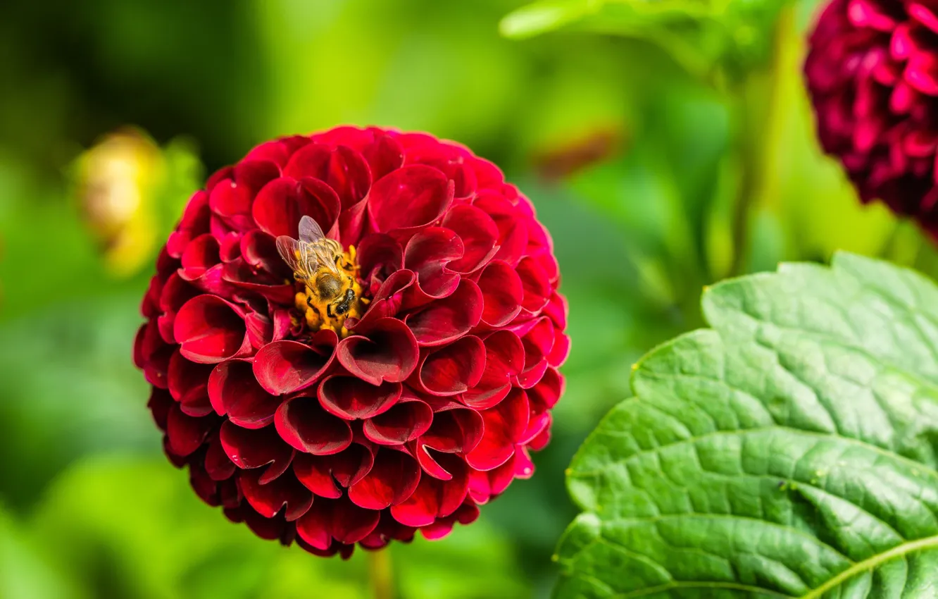 Фото обои зелень, пчела, георгины