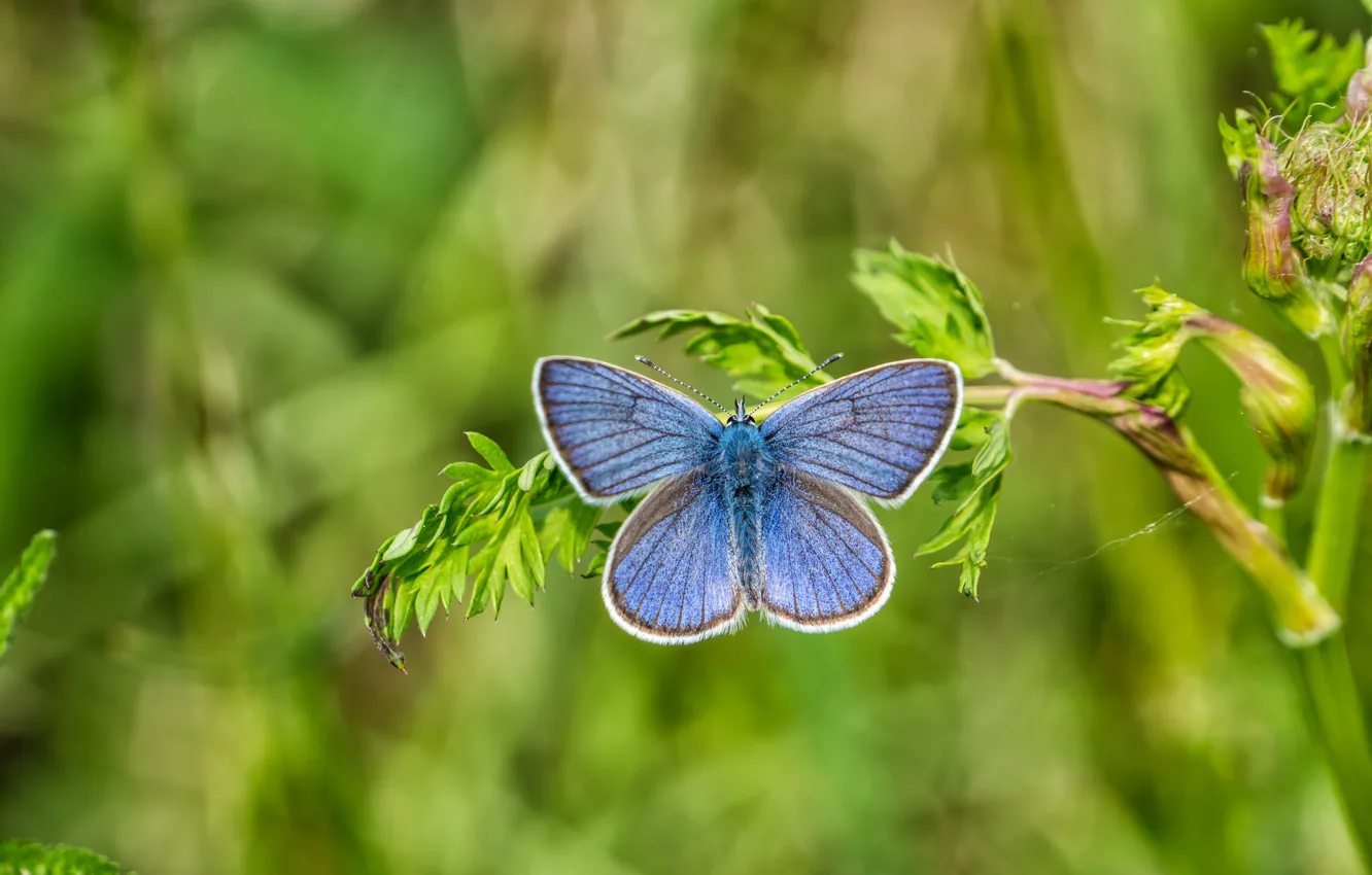 Фото обои макро, бабочка, butterfly