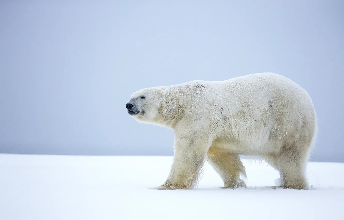 Фото обои зима, снег, медведь, Аляска, белый медведь, полярный медведь