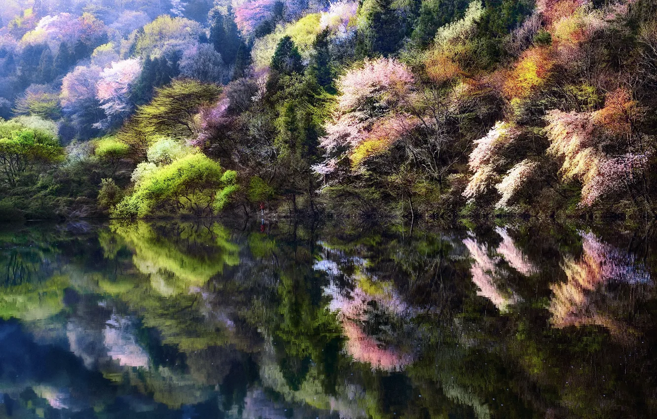 Фото обои деревья, природа, озеро, человек, весна, сакура, Корея, Южная Корея