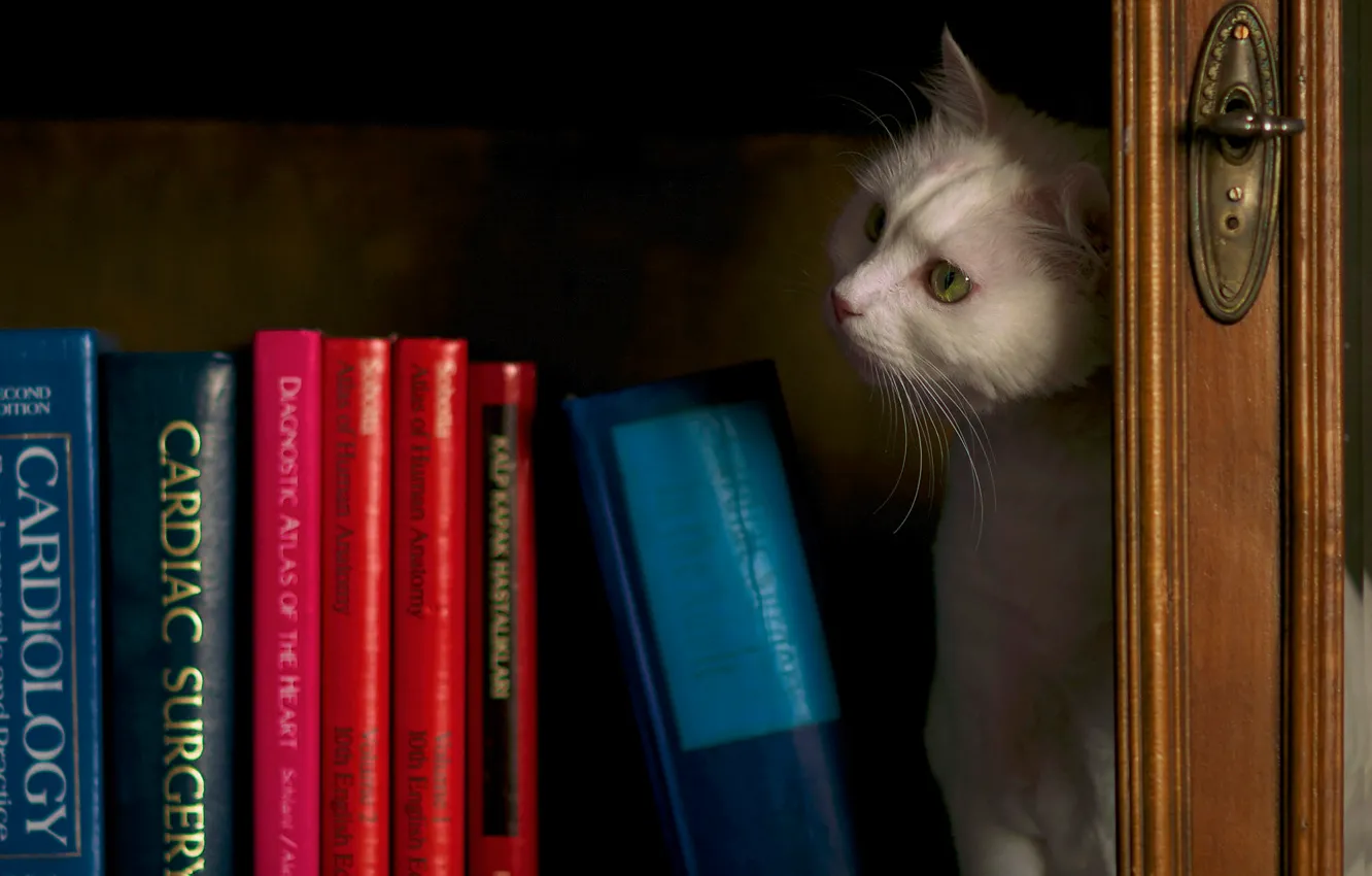 Фото обои кошка, белый, кот, взгляд, темный фон, книги, полка, белая