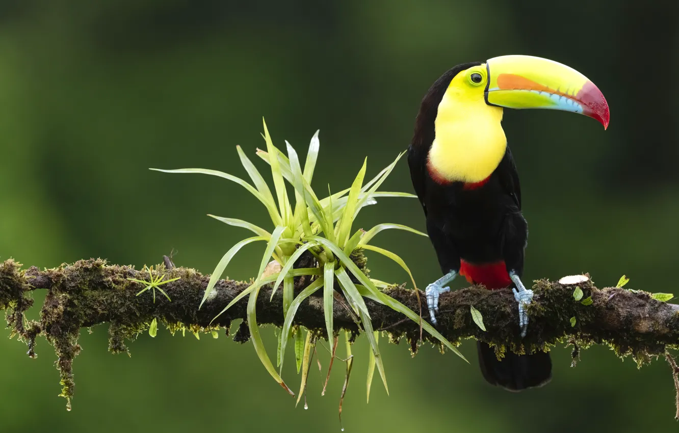 Фото обои листья, ветки, птица, тукан