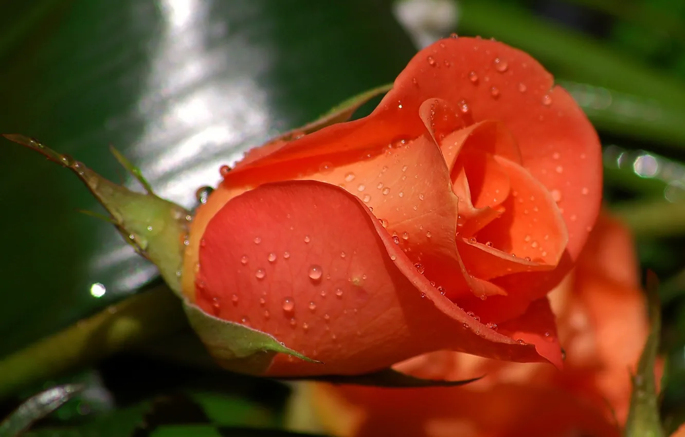 Фото обои капли, цветы, роса, роза, бутон, алый