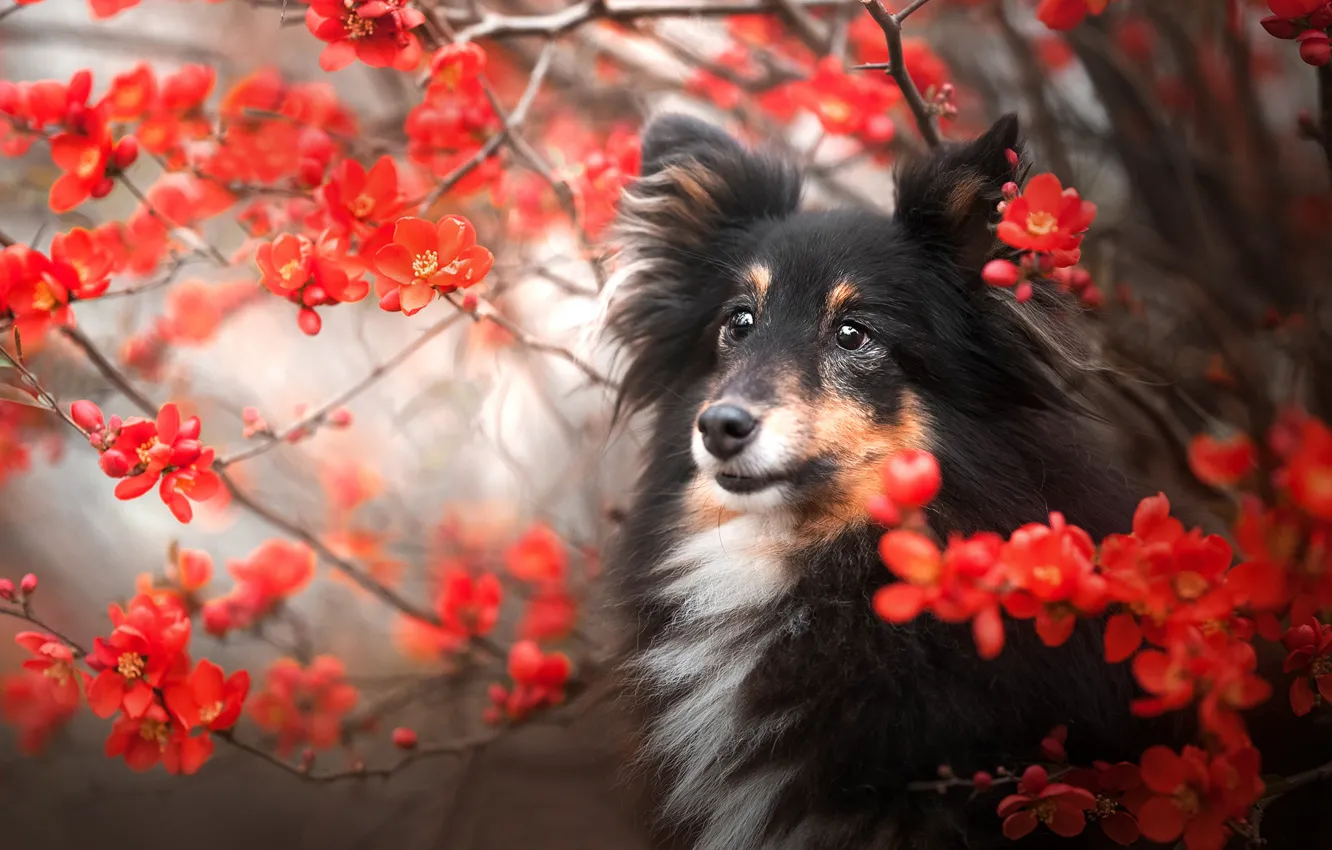 Фото обои ветки, собака, мордашка, цветение, цветки, Шелти, Шетландская овчарка