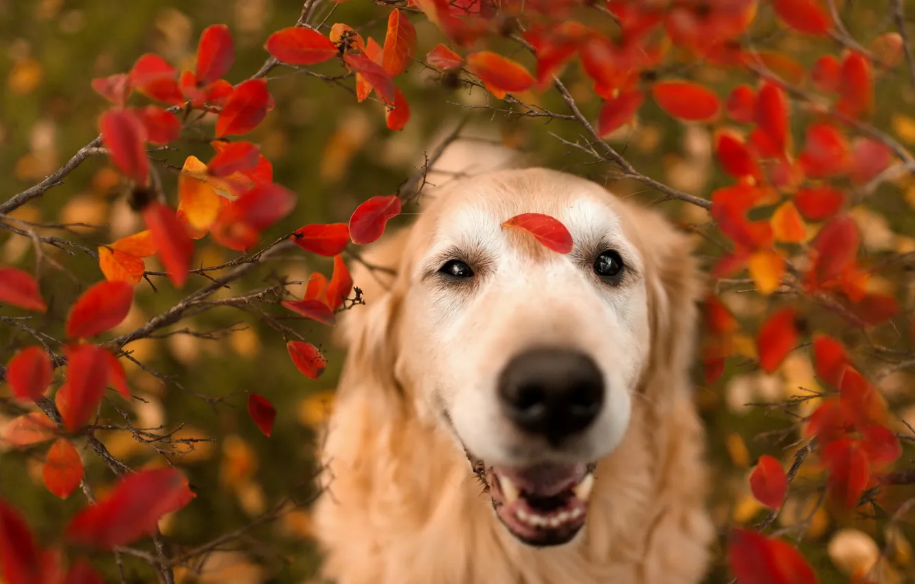 Фото обои листья, природа, собака