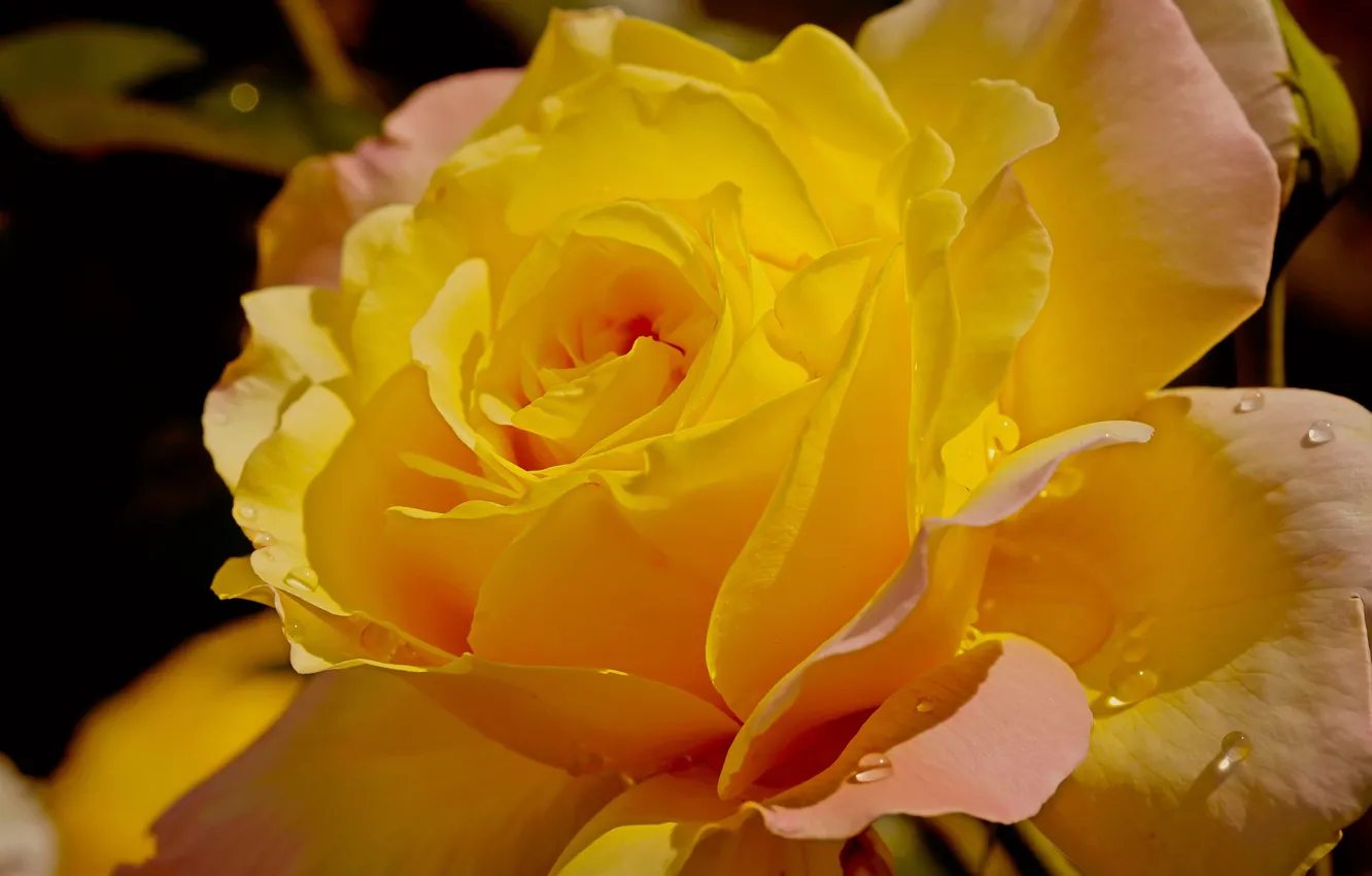 Фото обои капли, роза, Желтая