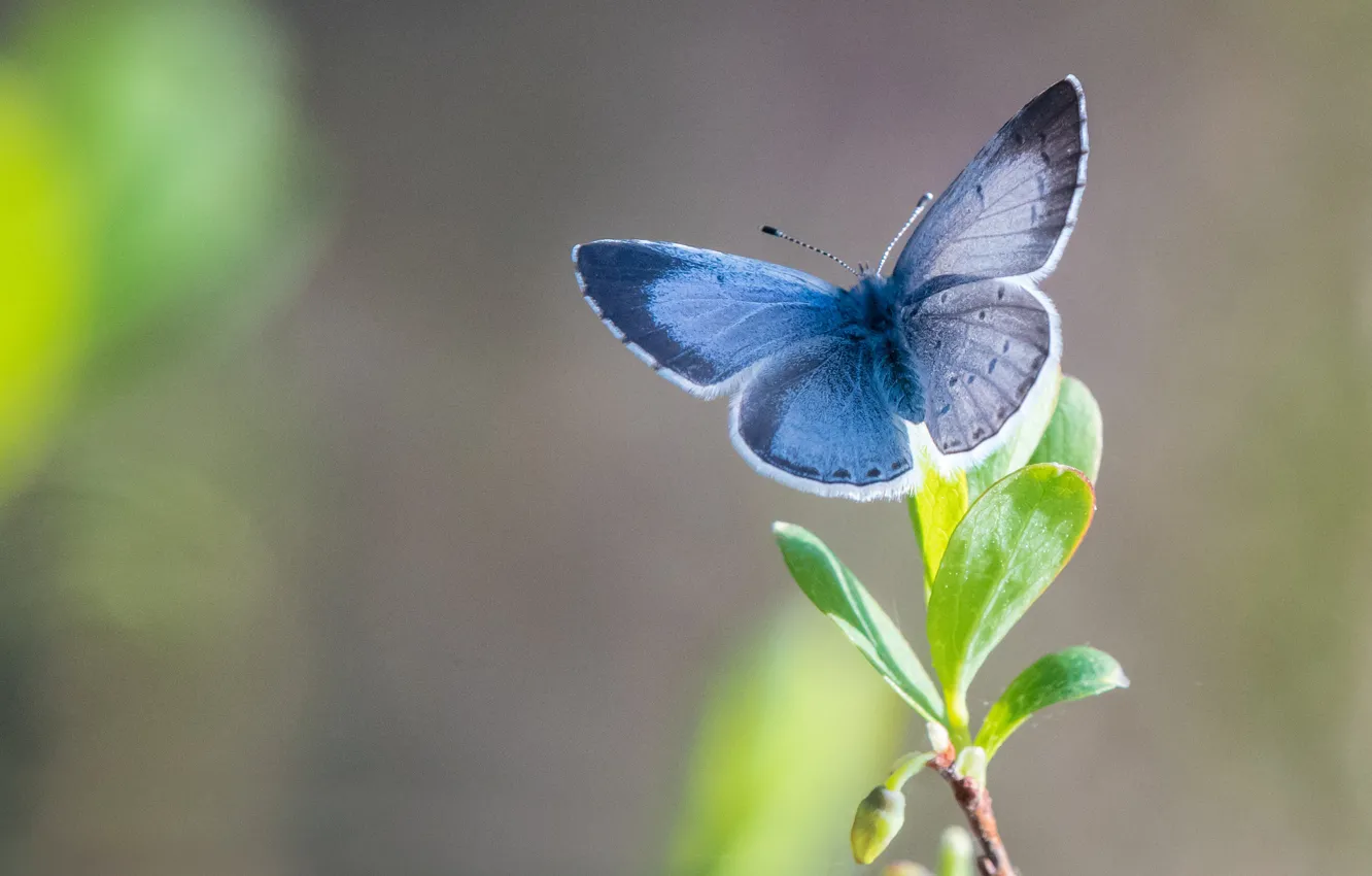 Фото обои бабочка, butterfly, голубянка крушинная
