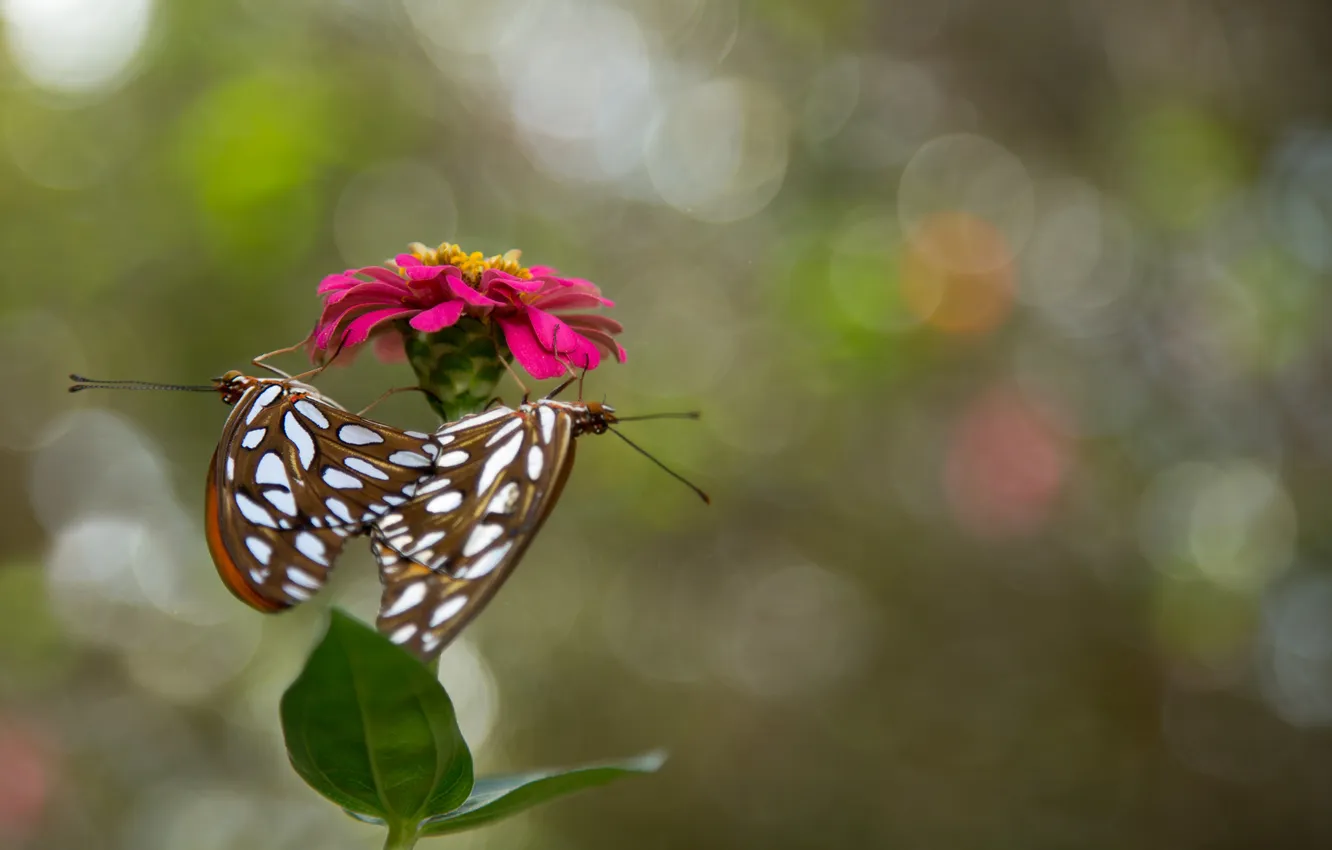 Фото обои цветок, бабочки, природа, лепестки, стебель