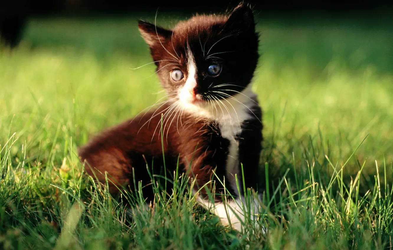 Фото обои кошка, белый, трава, кот, макро, котенок, черный, cat