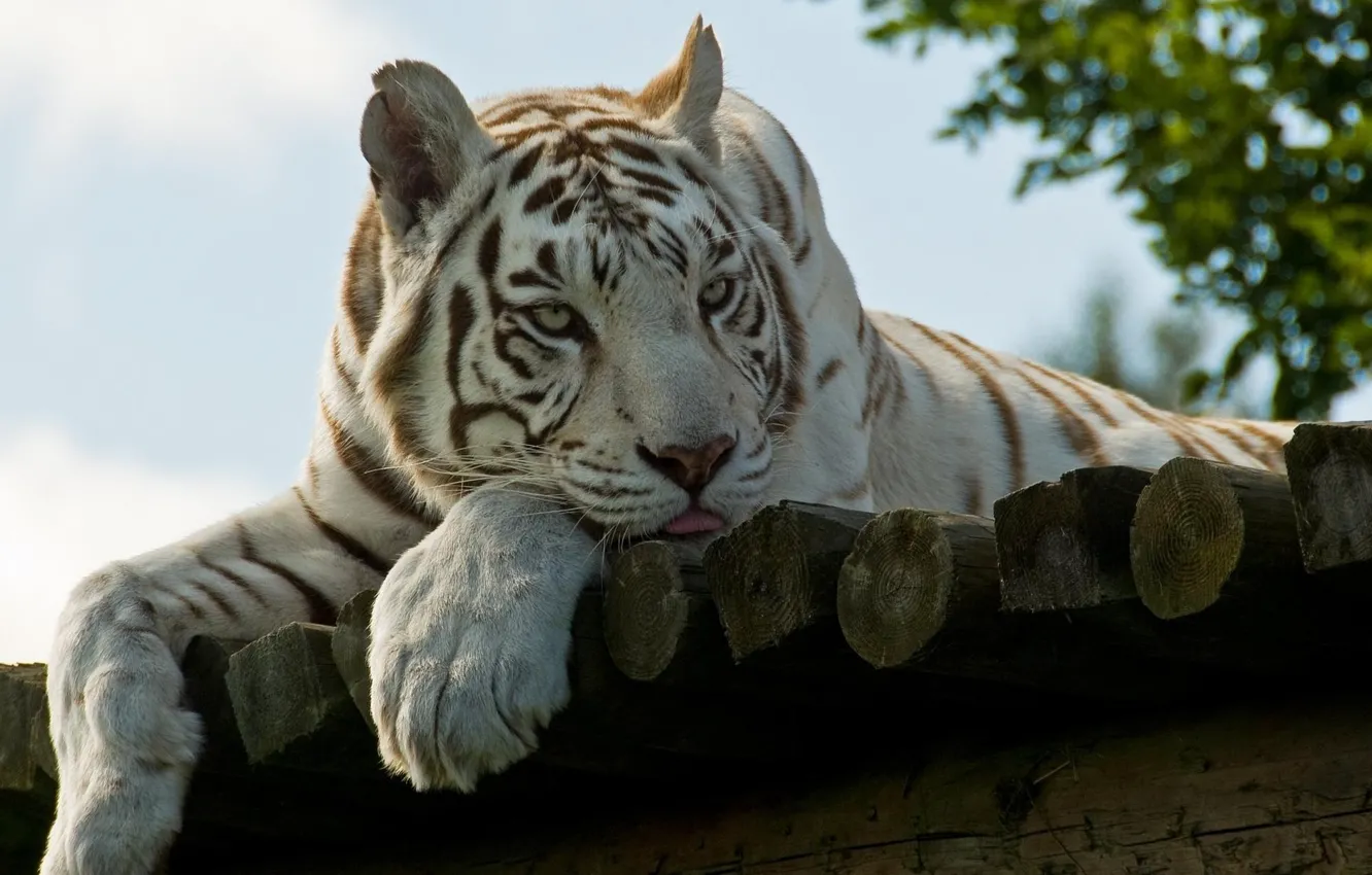 Фото обои морда, отдых, лапы, белый тигр, white tiger