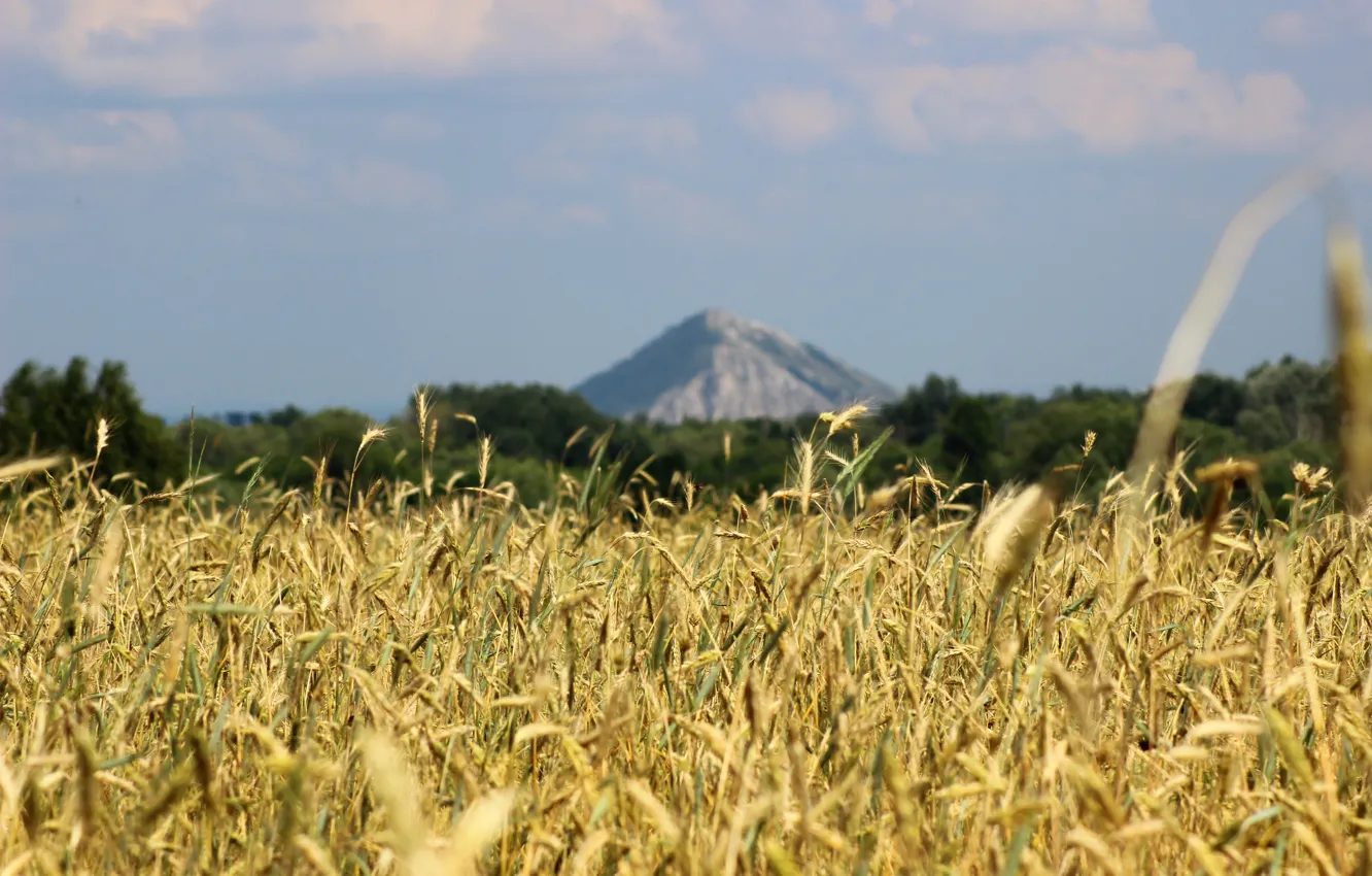 Фото обои пшеница, поле, природа, рожь, гора, россия, солнечно, шихан