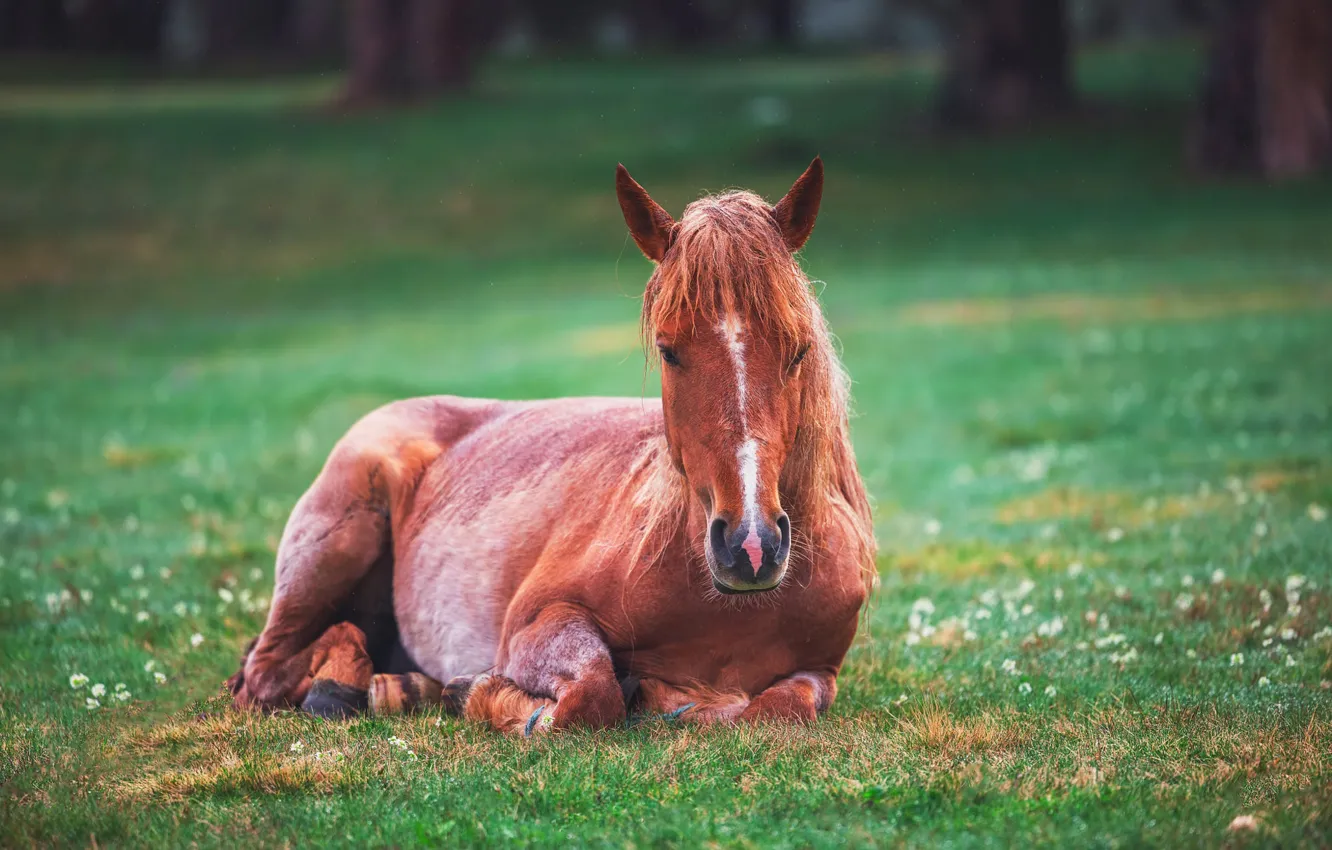 Фото обои конь, поляна, лошадь, лежит, лужайка