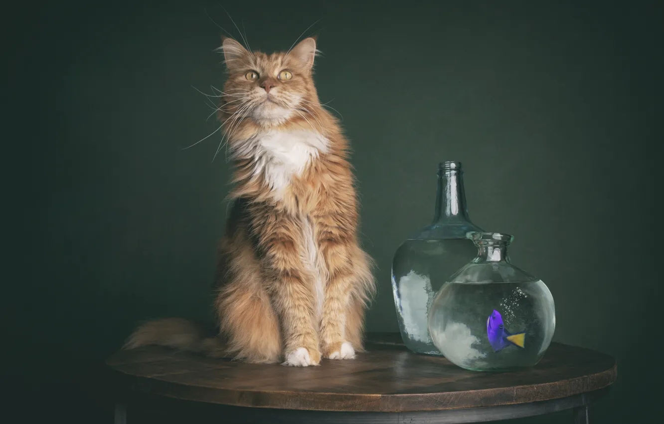 Фото обои кошка, кот, аквариум, рыбка