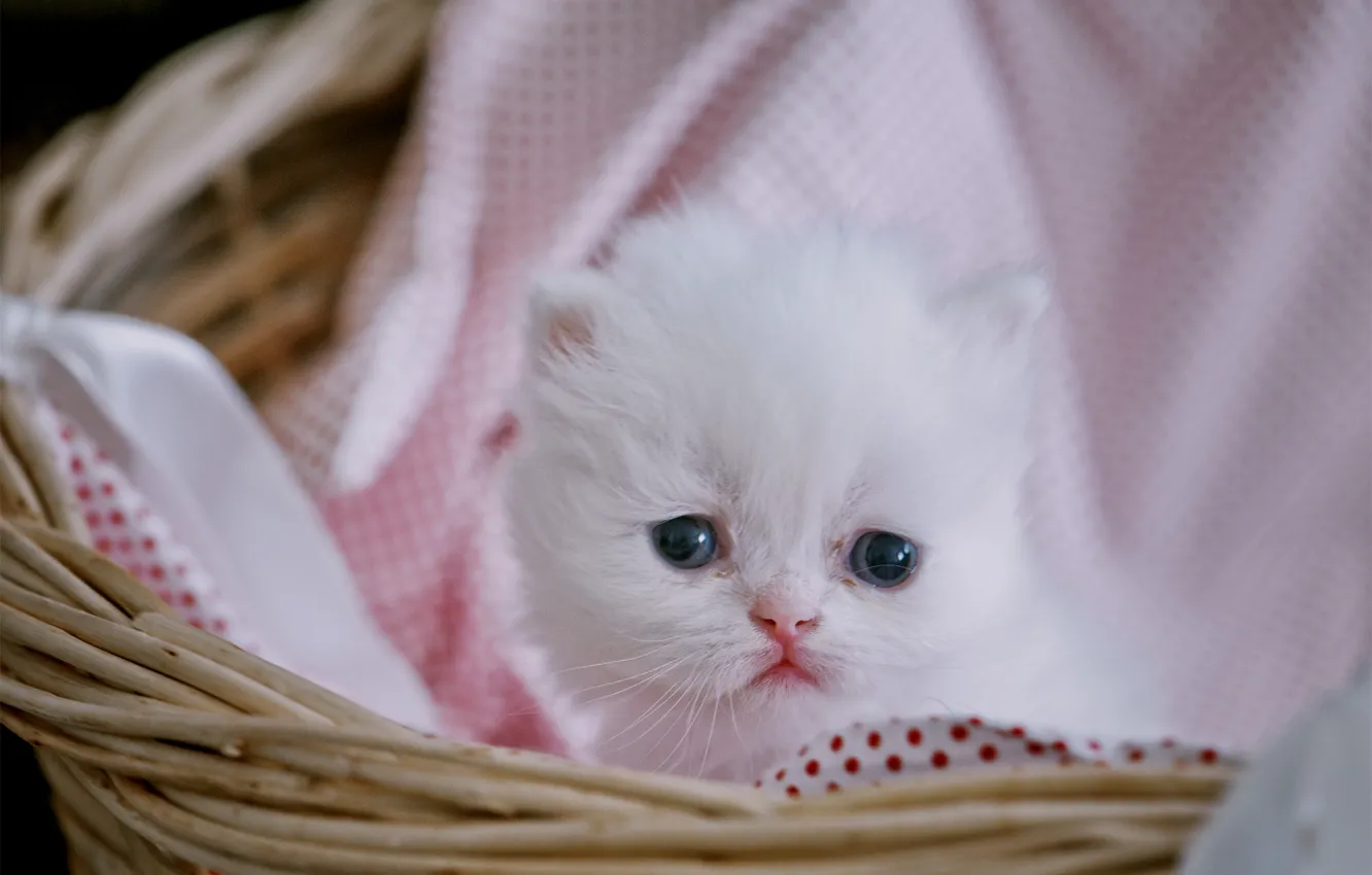 Фото обои взгляд, малыш, котёнок, милашка, Персидская кошка