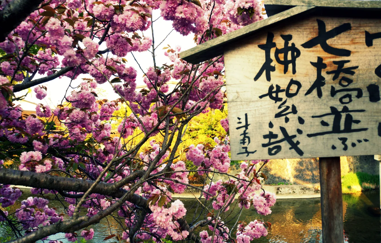 Фото обои река, табличка, весна, сакура