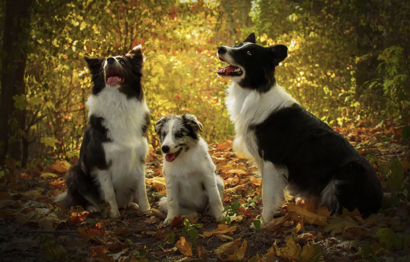 Фото обои осень, лес, язык, собаки, взгляд, листья, свет, ветки